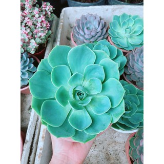 Sen Đá Xanh Đất Size Đại