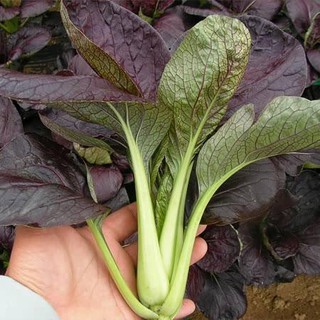  Hạt giống cải Pakchoi Tím (Red Ruby) 200 hạt