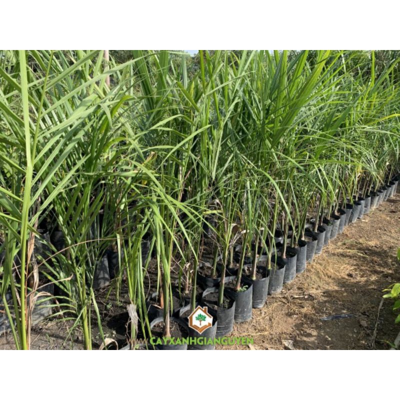 Cau vua giống 60cm