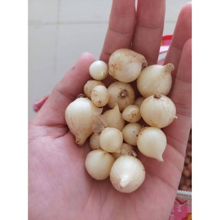 Củ Nén quê (Hành tăm), an toàn [không tẩy rửa]
