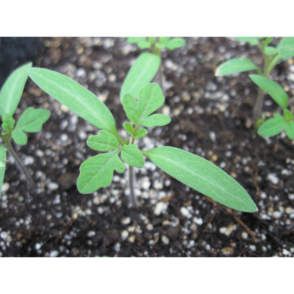 Hạt Giống Cà Chua Tím  - Dinh Dưỡng, Năng Suất Cao - MUA 3 TẶNG 1 CÙNG LOẠI