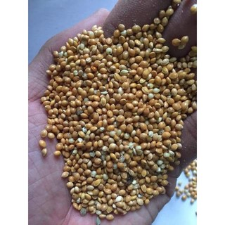 500g hạt kê tắm bé, thức ăn cho chim