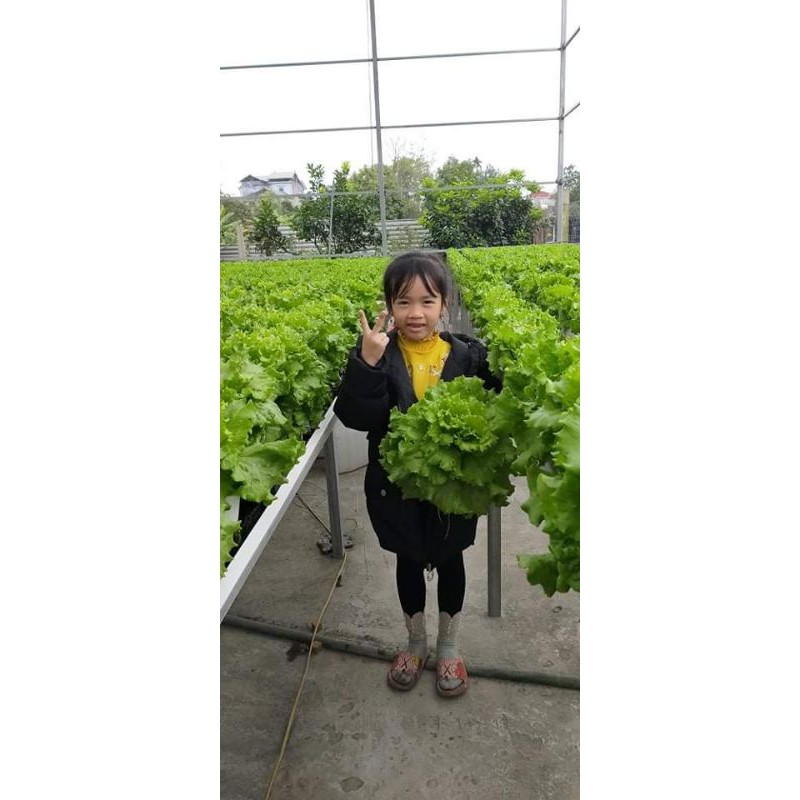 Dung dịch thủy canh Hydrolindo cặp 2lit cho rau ăn lá