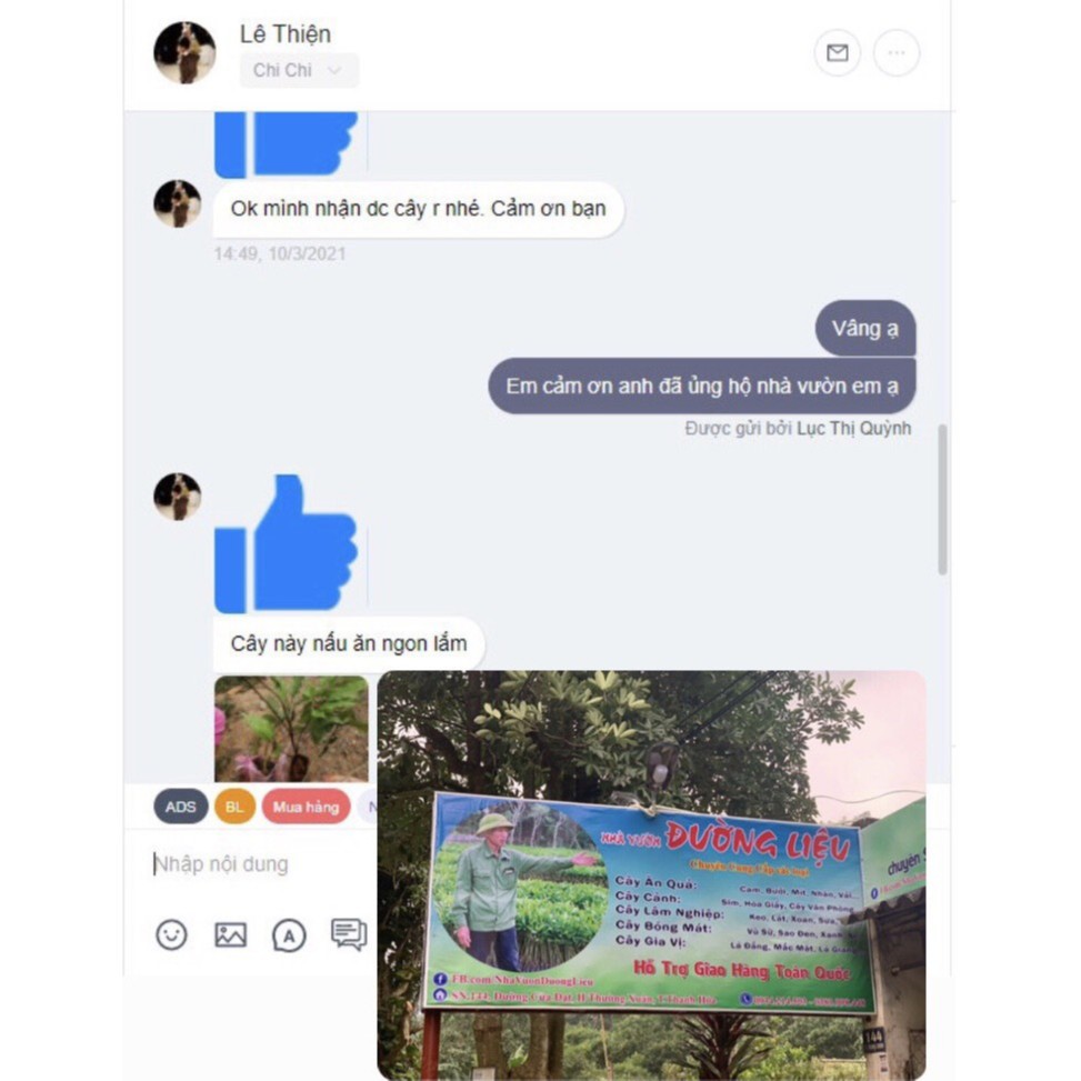 🌱Giống cây Lá Đắng, Cây Lá Lằng, Lá Chân Chim Đặc Sản Thanh Hóa🌱