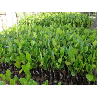 Cây giống Mít Tố Nữ ghép [ siêu sớm ]