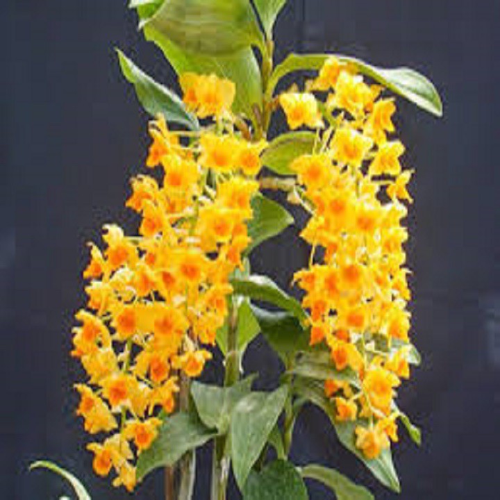 Hoa phong lan - kiều dẹt (khóm 3 cây,cao 35cm, bộ rễ khỏe)+ 700g phân thỏ hữu cơ