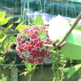 Cẩm cù khủng long, cẩm cù đỏ, cẩm cù trái tim