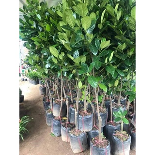 Cây giống mít thái siêu sớm