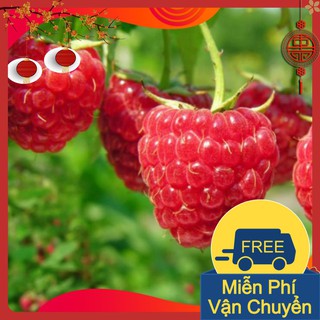 Combo 3 Gói Hạt Giống Quả Mâm Xôi Đỏ