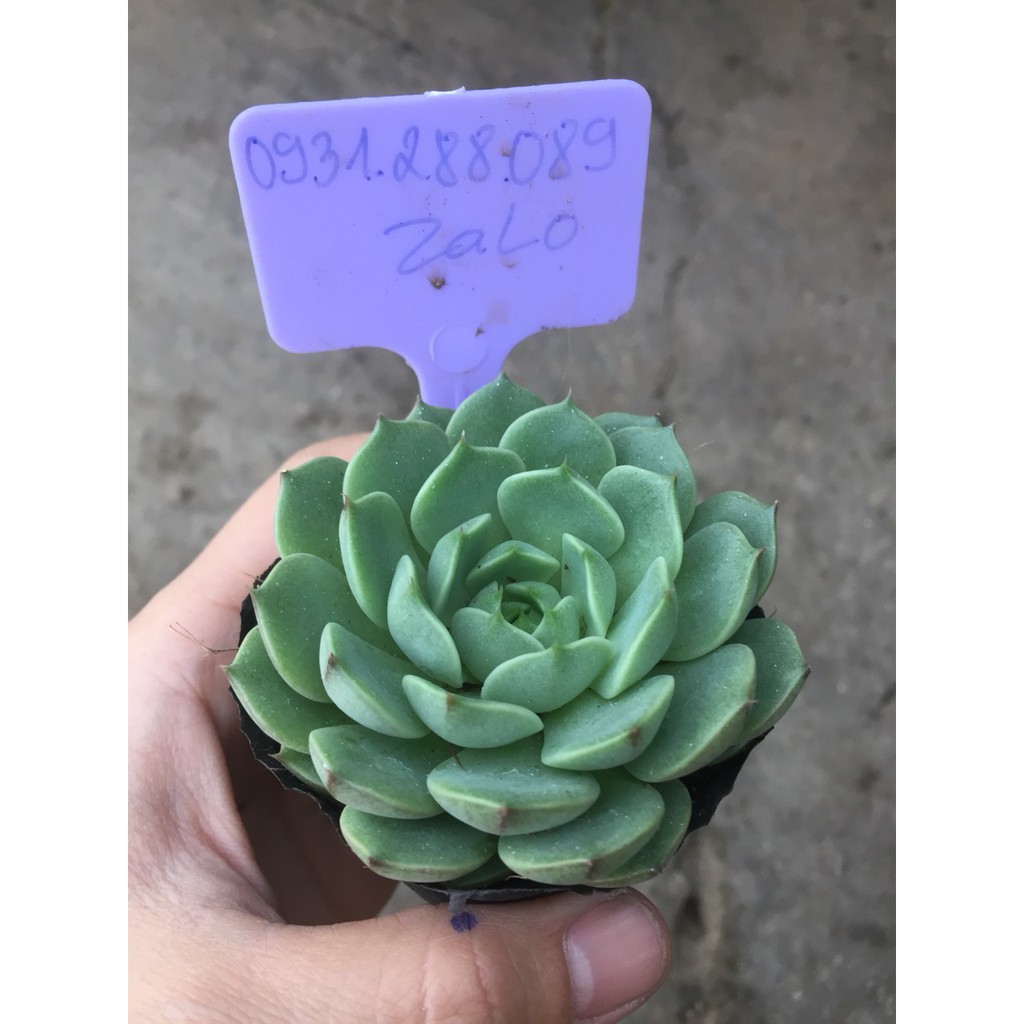 cây sen đá vân mai 5-6cm🌵_hàng sẵn
