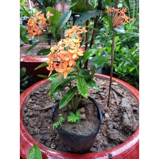 mẫu đơn mỹ cam