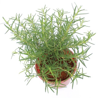 CÂY HƯƠNG THẢO (Rosemary)