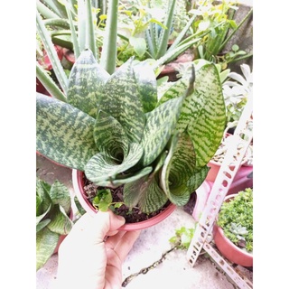 Bụi cây lưỡi hổ (cao khoảng 18cm)