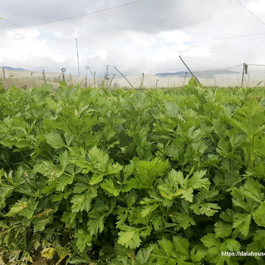 (Bán sỉ) Lon Bột cần tây nguyên chất Dalahouse 150g - NPP Tâm Dược Thảo | BigBuy360 - bigbuy360.vn