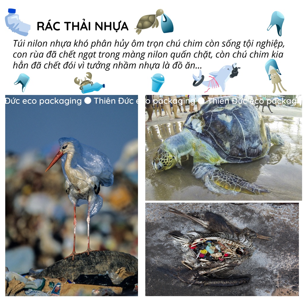 MÀNG BỌC THỰC PHẨM TỪ TINH BỘT NGÔ ANECO PHÂN HỦY 100% Ko để lại vi nhựa - 1 CUỘN KHỔ 30 CM X DÀI 30 MÉT