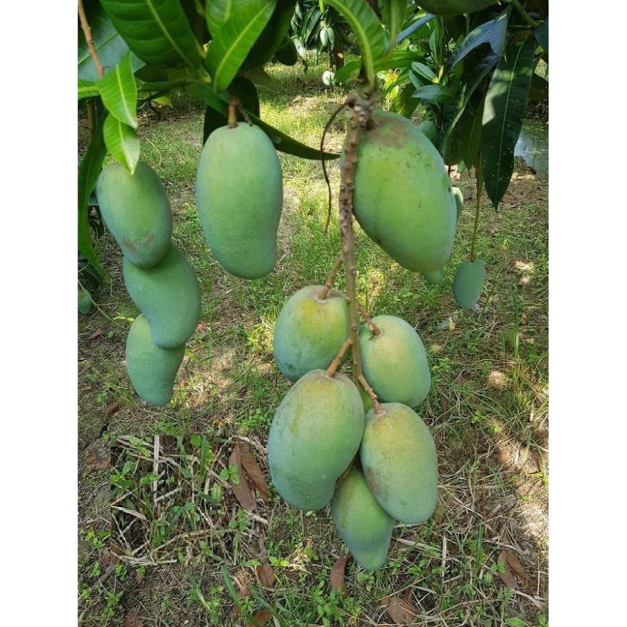cây giống XOÀI TỨ QUÝ - Giống chuẩn F1 - Siêu sai quả ngon, ngọt