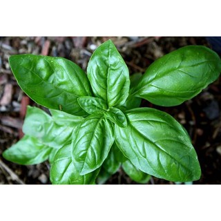 Hạt giống rau Húng tây