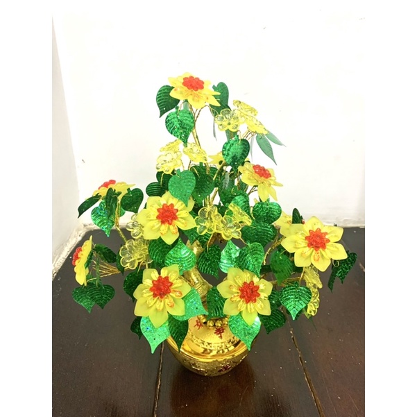 Cây kim tiền cao 38cm ngang 22cm