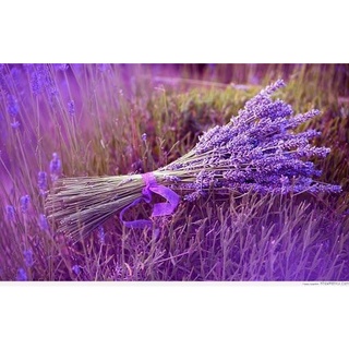 Túi Thơm Nụ Hoa Lavender Khô [ TÚI THƠM NỤ HOA LAVEDER TÍM ]