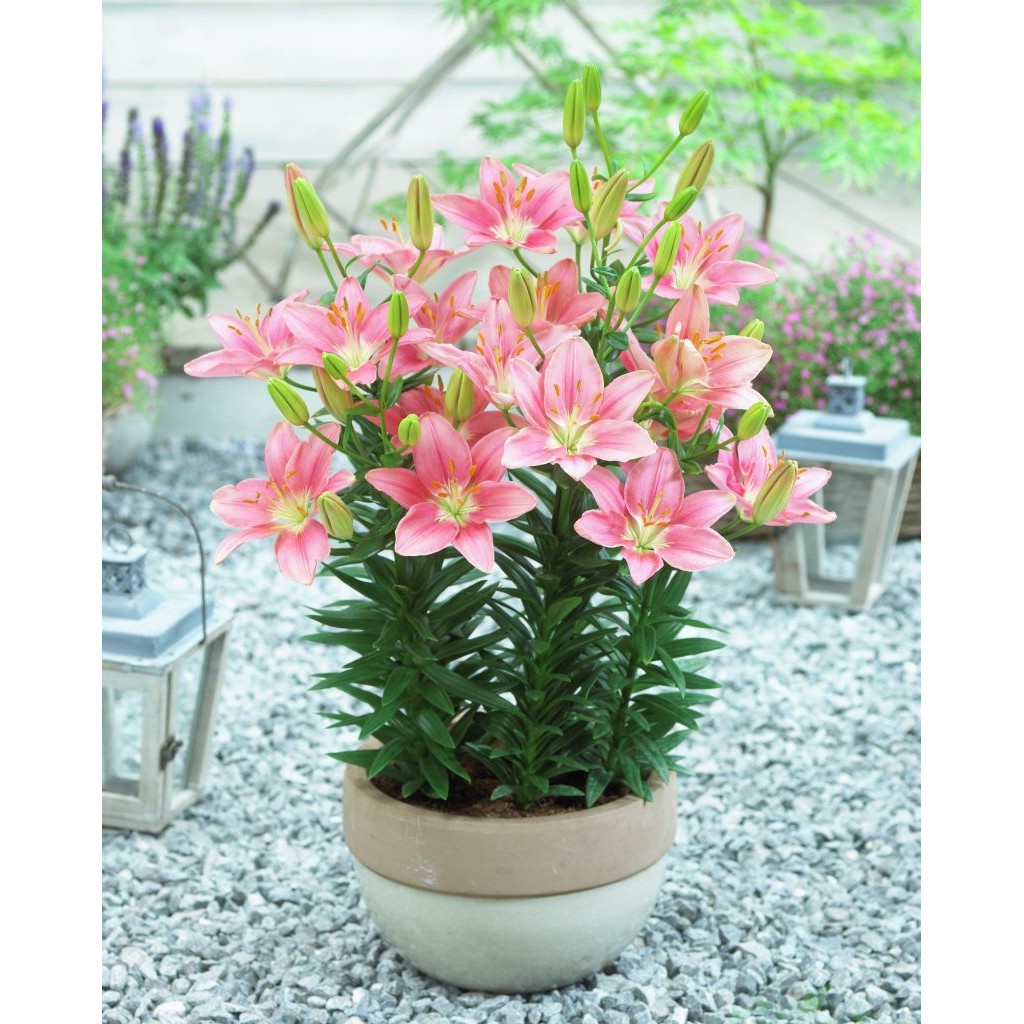 Củ ly cao thơm hà lan nhiều màu (có thể chọn riêng màu) HT GREEN