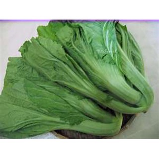 hạt giống rau cải bẹ rau dưa 15gr