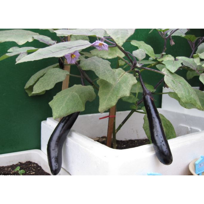 100 Hạt Giống Cà Tím  Quả Dài Màu Đen Năng Suất, Dễ Trồng