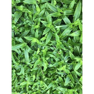 Cây lược vàng lá 1kg