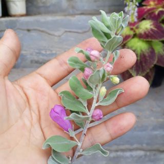 Cây hoa tuyết sơn phi hồng