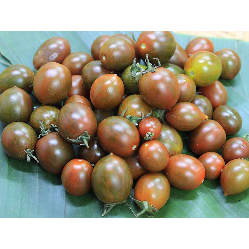 100 Hạt Giống Cà Chua Bi Socola