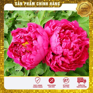 Hạt Giống Hoa Mẫu Đơn Kép ( 6 hạt)