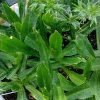 10g HẠT GIỐNG NGÒ GAI
