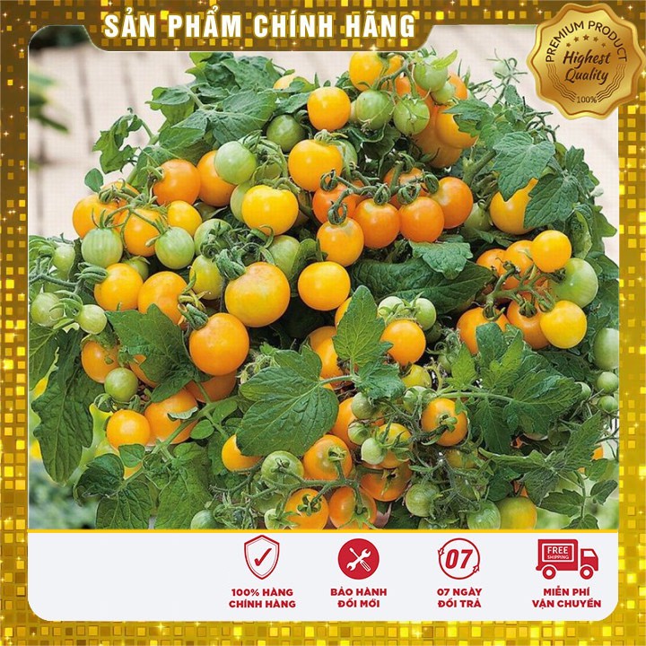 Hạt giống cà chua lùn quả vàng dễ trồng - cà chua bonsai ( gói 30 hạt)