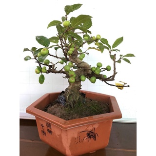 CÒN HÀNG CÂY SUNG THẾ CỰC ĐẸP