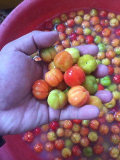 Mứt Sơri - Đặc Sản Gò Công