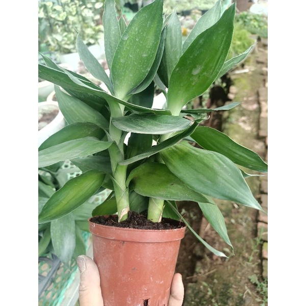 Phát tài búp sen để bàn 3 thân đất