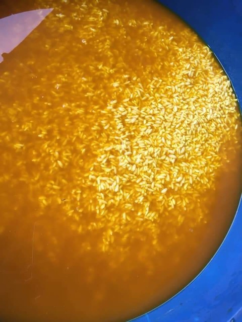 Hoa Bó Phón Xôi Cơm Màu Vàng