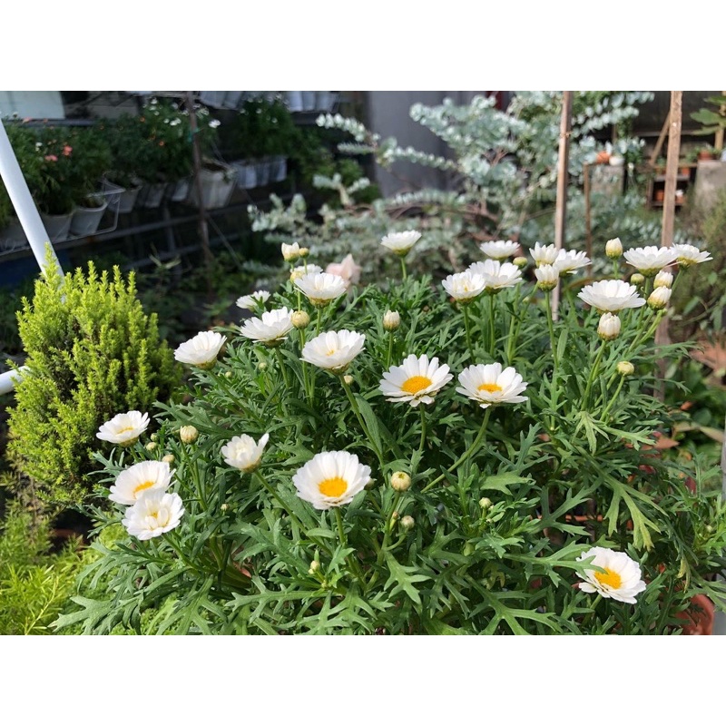 Nội thành HN - Cây hoa cúc hoạ mi daisy thân gỗ cánh kép