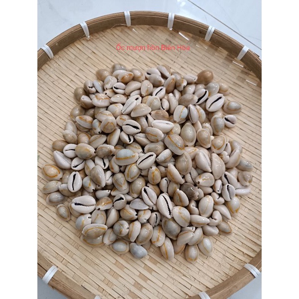 Bộ sưu tập 20 vỏ ốc biển dễ thương. Trang trí, hổ trợ chụp ảnh