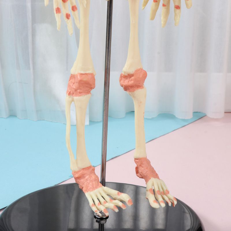 Bộ Xương Người 37cm Hai Đầu Dùng Trưng Bày Trí Não