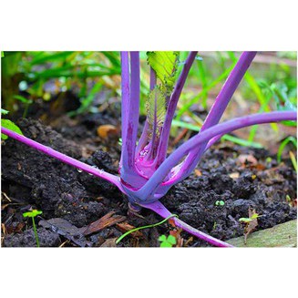HẠT GIỐNG CỦ SU HÀO TÍM F1 - GÓI 2 GRAM