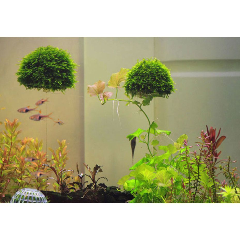 Cục rêu bay trang trí bể cá ( không bao gồm rêu )