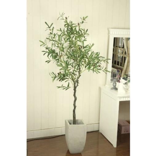 Cây Ô liu, Oliu ,Olive -loại cao cấp cao 1,3m ,1,7m decor sang chảnh