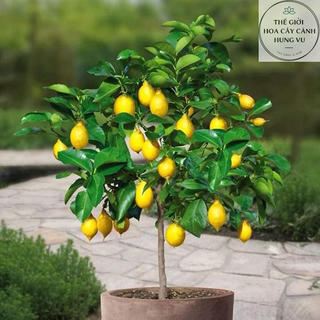 Cây chanh vàng mỹ cao 60-70 cm