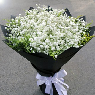 [GIÁ GỐC] HẠT GIỐNG HOA BABY TRẮNG - 50 hạt