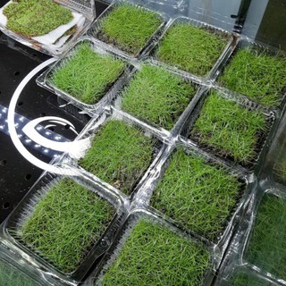 Cỏ Ngưu Mao Chiên Lùn Xoè - Cây thuỷ sinh trải nền