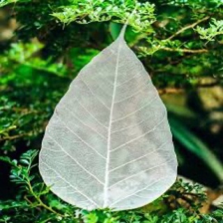 Lá bồ đề tươi - làm xương bồ đề