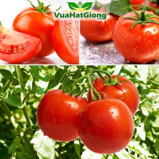 Hạt Giống Cà Chua Lai F1 Dễ Trồng