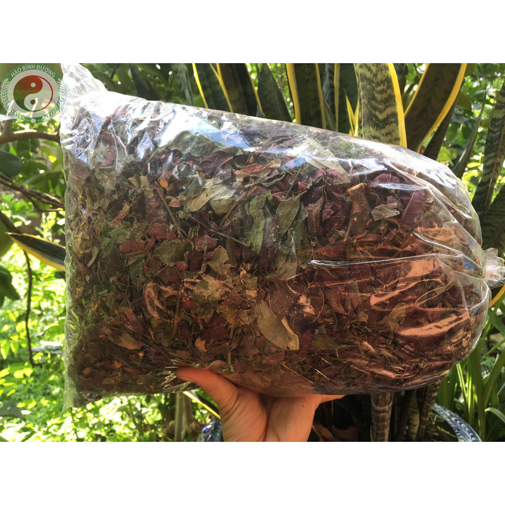 [Tổng Kho] 1kg Lá Đơn Đỏ Khô Trị Mẩn Ngứa - Mụn Nhọt - Tiêu Chảy