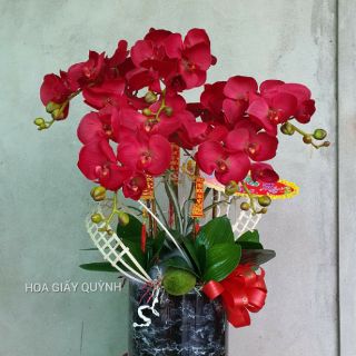 LÁ LAN HỒ ĐIỆP