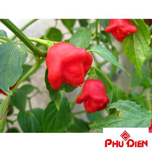 30 Hạt giống ớt hoa hồng  PHÚ ĐIỀN